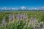 Picture of SILKY LUPINE-LUNCH TREE HILL-GRAND TETON NATIONAL PARK-WYOMING-USA.
