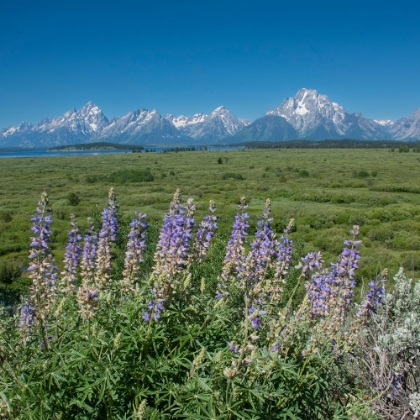 Picture of SILKY LUPINE-LUNCH TREE HILL-GRAND TETON NATIONAL PARK-WYOMING-USA.