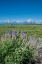 Picture of SILKY LUPINE-LUNCH TREE HILL-GRAND TETON NATIONAL PARK-WYOMING-USA.