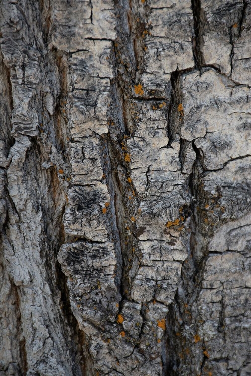 Picture of BARK OF BALSAM POPLAR TREE-LUNCH TREE HILL-GRAND TETON NATIONAL PARK-WYOMING-USA.