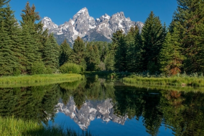 Picture of BLUE SPRUCE TREES AND THE GRAND TETONS-SCHWABACHER LANDING-GRAND TETON NATIONAL PARK-WYOMING