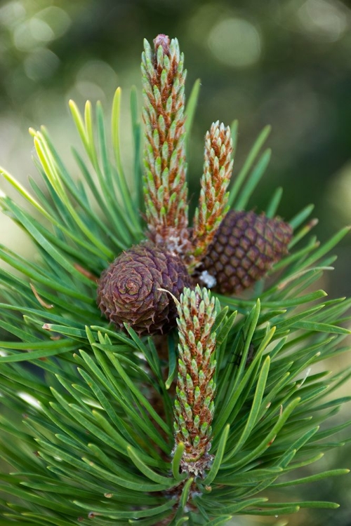 Picture of LODGEPOLE PINE CONES AND CATKINS-TWO RIBBONS TRAIL-YELLOWSTONE NATIONAL PARK-WYOMING-USA