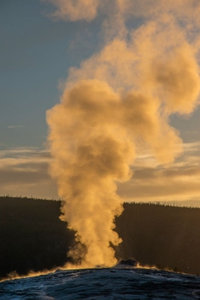 Picture of OLD FAITHFUL GEYSER ERUPTION-YELLOWSTONE NATIONAL PARK-WYOMING-USA.