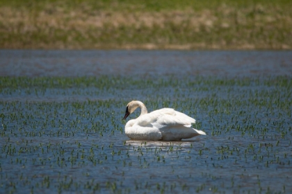 Picture of TRUMPETER SWAN-LAMAR RIVER-LAMAR VALLEY-YELLOWSTONE NATIONAL PARK-WYOMING-USA