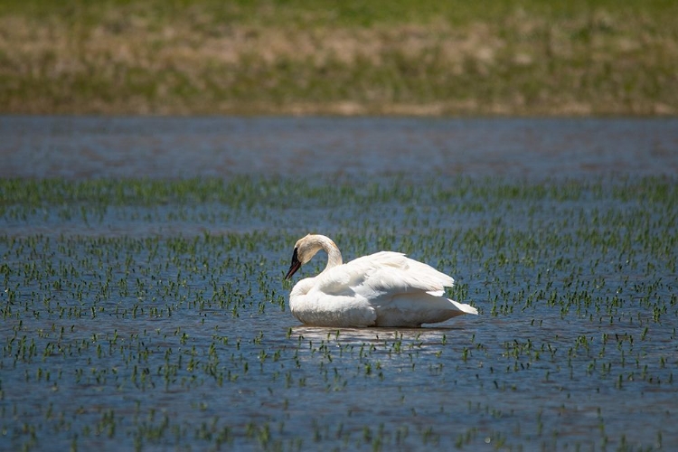 Picture of TRUMPETER SWAN-LAMAR RIVER-LAMAR VALLEY-YELLOWSTONE NATIONAL PARK-WYOMING-USA