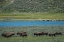 Picture of AMERICAN BISON AT LAMAR RIVER-LAMAR VALLEY-YELLOWSTONE NATIONAL PARK-WYOMING-USA