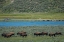 Picture of AMERICAN BISON AT LAMAR RIVER-LAMAR VALLEY-YELLOWSTONE NATIONAL PARK-WYOMING-USA