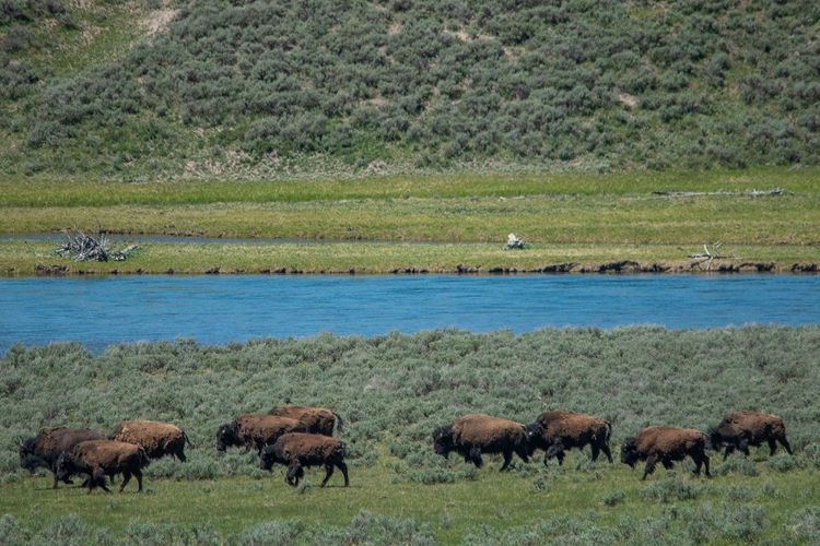 Picture of AMERICAN BISON AT LAMAR RIVER-LAMAR VALLEY-YELLOWSTONE NATIONAL PARK-WYOMING-USA