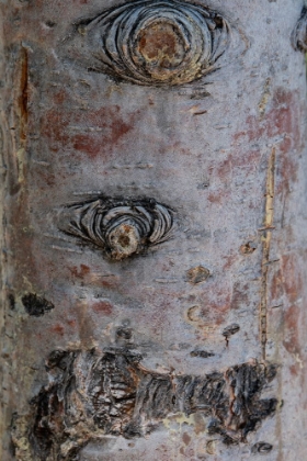 Picture of BARK DETAIL-YELLOWSTONE NATIONAL PARK-WYOMING-USA
