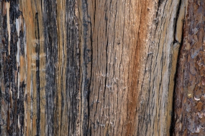 Picture of BARK DETAIL-YELLOWSTONE NATIONAL PARK-WYOMING-USA.