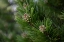 Picture of LODGEPOLE PINE-ARTIST POINT-YELLOWSTONE NATIONAL PARK-WYOMING-USA.