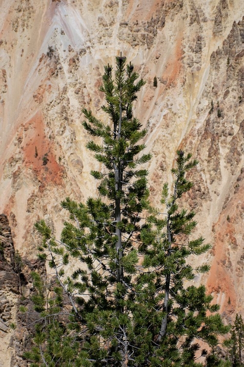 Picture of ARTIST POINT-GRAND CANYON OF THE YELLOWSTONE-YELLOWSTONE NATIONAL PARK-WYOMING-USA