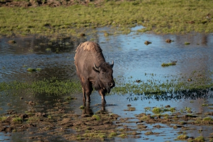 Picture of AMERICAN BISON-HAYDEN VALLEY-YELLOWSTONE NATIONAL PARK-WYOMING-USA
