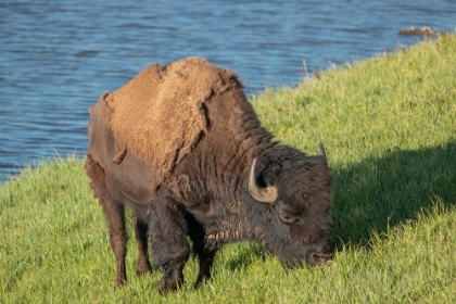 Picture of AMERICAN BISON-HAYDEN VALLEY-YELLOWSTONE NATIONAL PARK-WYOMING-USA