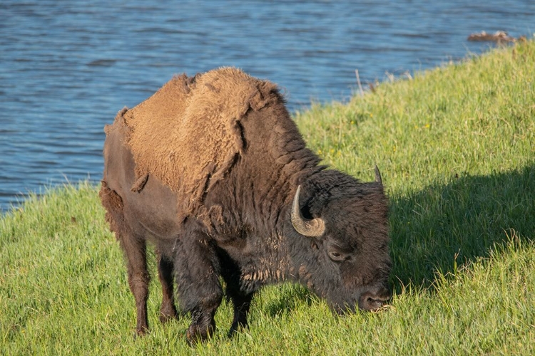 Picture of AMERICAN BISON-HAYDEN VALLEY-YELLOWSTONE NATIONAL PARK-WYOMING-USA