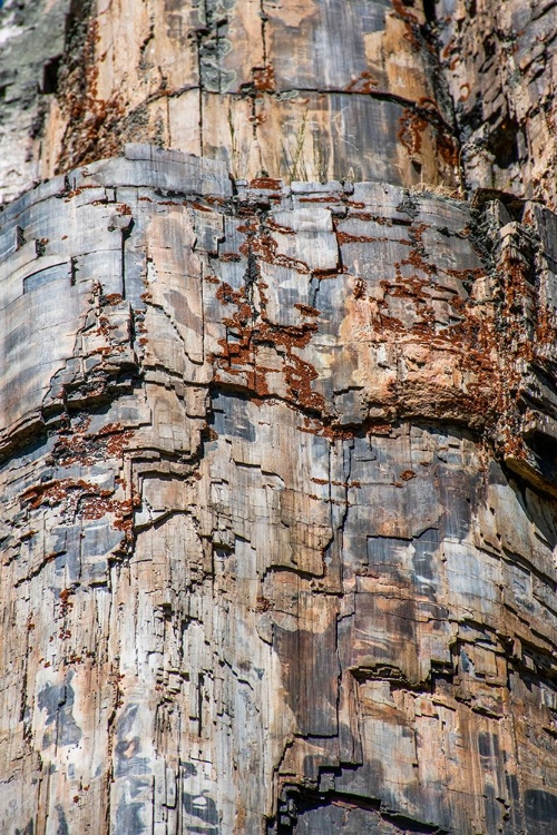 Picture of PETRIFIED TREE-YELLOWSTONE NATIONAL PARK-WYOMING-USA