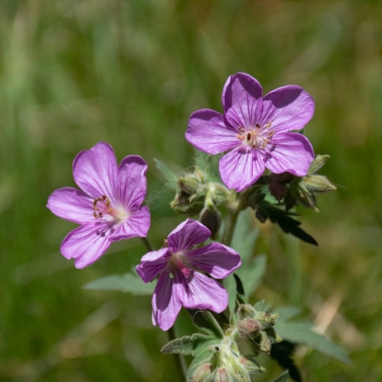 Picture of STICKY GERANIUM-SHEEPEATER CLIFF-YELLOWSTONE NATIONAL PARK-WYOMING-USA