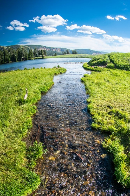 Picture of TROUT LAKE-YELLOWSTONE NATIONAL PARK-WYOMING-USA