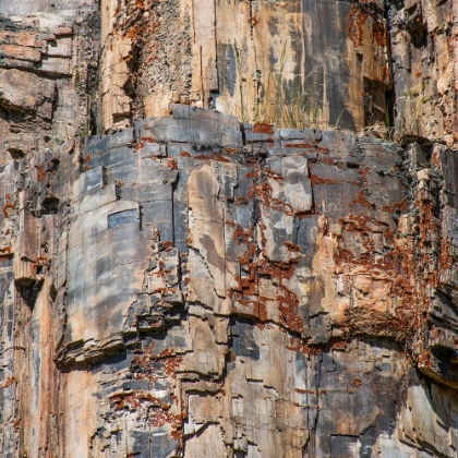 Picture of PETRIFIED TREE-YELLOWSTONE NATIONAL PARK-WYOMING-USA