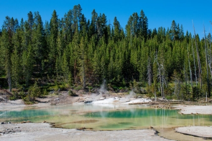 Picture of PORCELAIN BASIN-NORRIS GEYSER BASIN-YELLOWSTONE NATIONAL PARK-WYOMING-USA