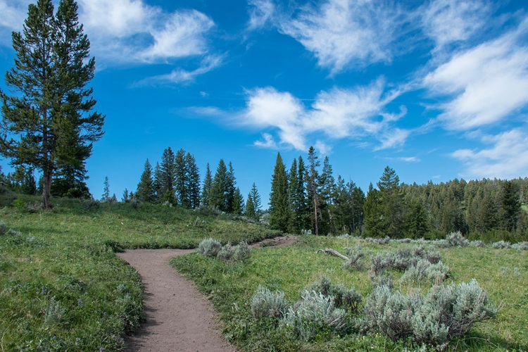 Picture of WRAITH FALLS TRAIL-YELLOWSTONE NATIONAL PARK-WYOMING-USA