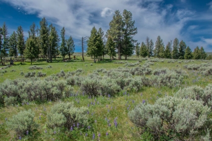 Picture of SILKY LUPINE AND ENGELMANN SPRUCE TREES-YELLOWSTONE RIVER PICNIC AREA-YELLOWSTONE NP-WYOMING