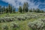 Picture of SILKY LUPINE AND ENGELMANN SPRUCE TREES-YELLOWSTONE RIVER PICNIC AREA-YELLOWSTONE NP-WYOMING