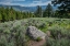 Picture of YELLOWSTONE RIVER PICNIC AREA-YELLOWSTONE NATIONAL PARK-WYOMING-USA