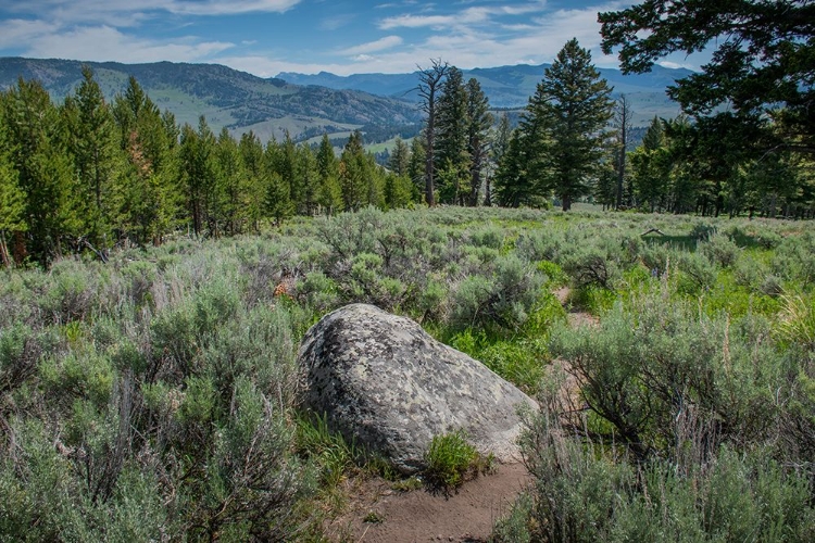 Picture of YELLOWSTONE RIVER PICNIC AREA-YELLOWSTONE NATIONAL PARK-WYOMING-USA