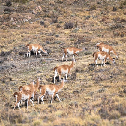 Picture of HERD OF GAUNACO