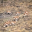 Picture of HERD OF GAUNACO