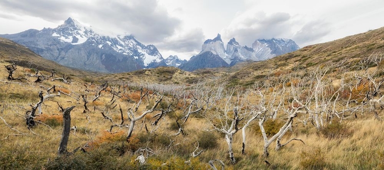 Picture of PATAGONIA PANORAMA III