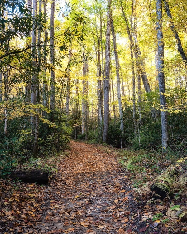 Picture of BIG CREEK TRAIL