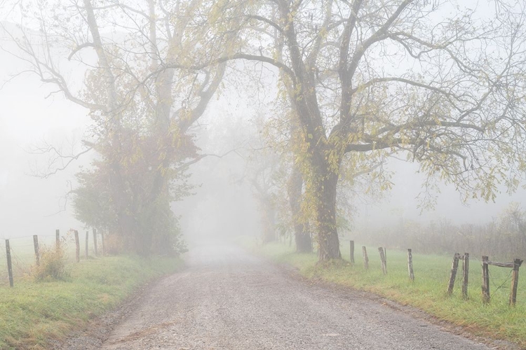 Picture of FOG ON SPARKS LANE