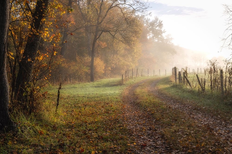 Picture of MISTY ROW