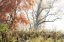 Picture of WOODLAND COLORS