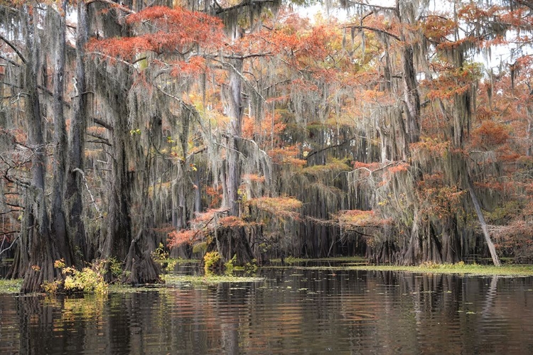 Picture of BAYOU AUTUMN I