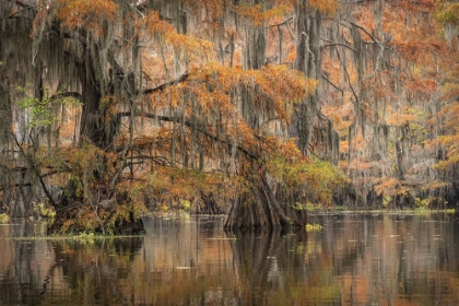 Picture of BAYOU AUTUMN II