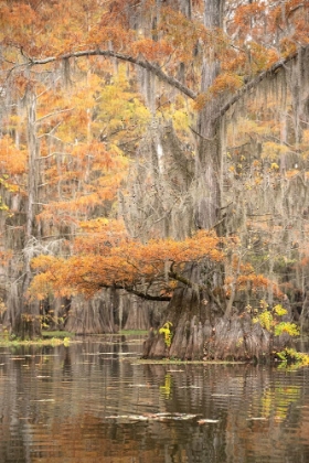 Picture of BIG CYPRESS I