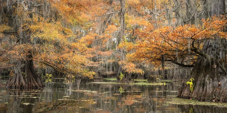 Picture of BIG CYPRESS II