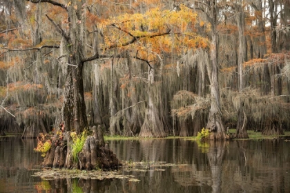 Picture of BAYOU AUTUMN III