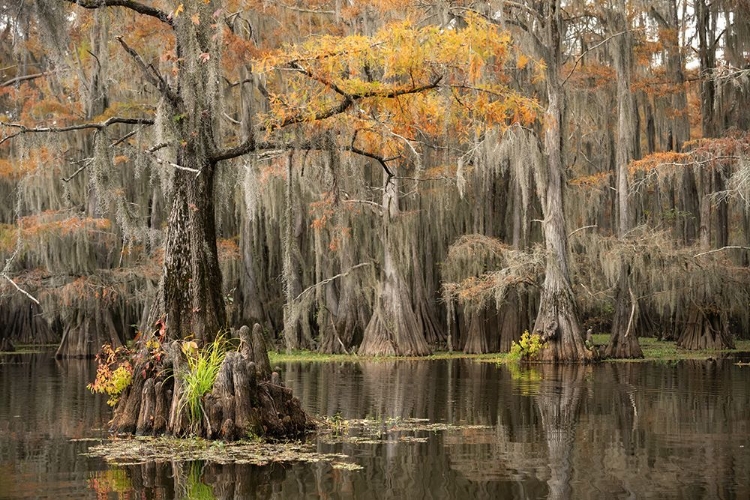 Picture of BAYOU AUTUMN III