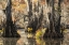 Picture of BAYOU MAGIC I