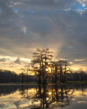 Picture of BAYOU SUNRISE II