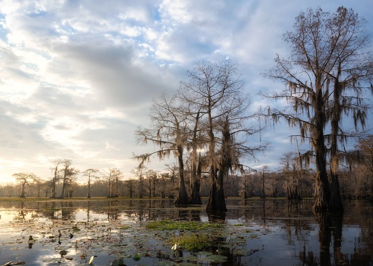 Picture of BAYOU SUNRISE IV