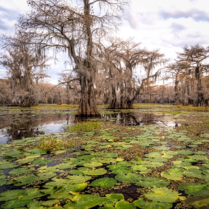 Picture of LILY PADS I