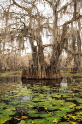 Picture of LILY PADS II