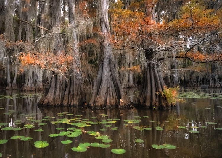 Picture of LILY PADS III