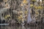 Picture of BEARDED CYPRESS