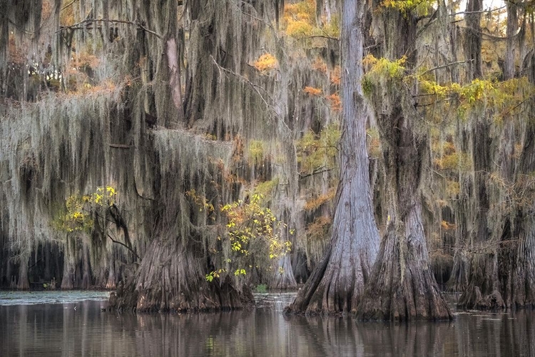 Picture of BEARDED CYPRESS